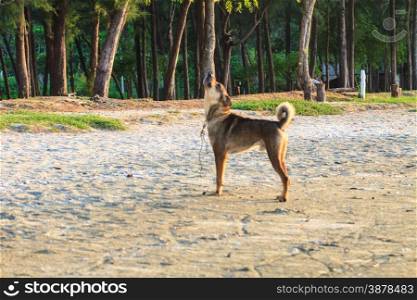 dog bark on the beach in summer at Thailand