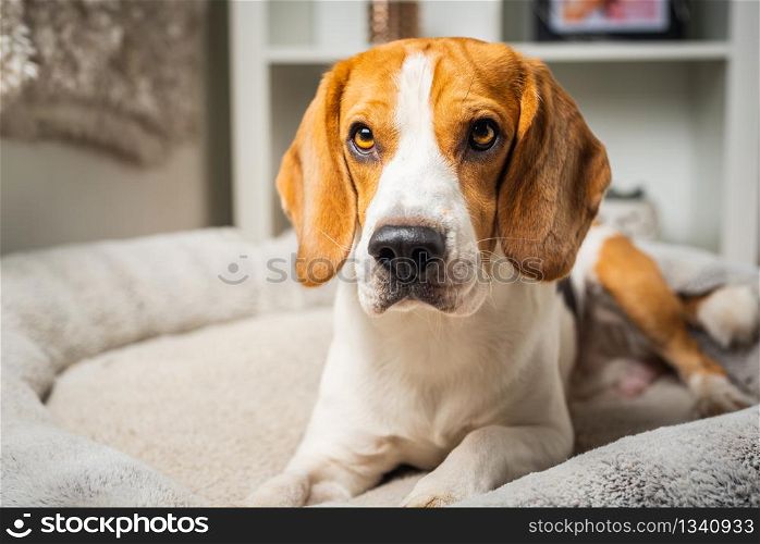 Dog beagle breed at the age of 4 years old, the male head shoot portrait. Dog beagle breed head shoot portrait