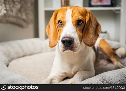 Dog beagle breed at the age of 4 years old, the male head shoot portrait. Dog beagle breed head shoot portrait
