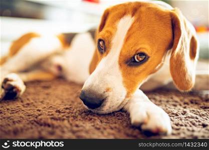 Dog beagle breed at the age of 5 years old, the male sleeps on the floor with head on paw. Dog beagle breed sleeps on carpet