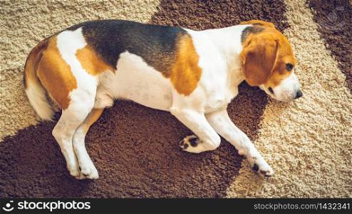 Dog beagle breed at the age of 5 years old, the male sleeps on the carpet. View from above. Dog beagle breed sleeps on carpet, view from above