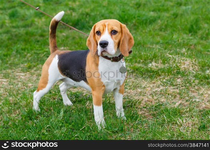 dog Beagle breed standing on green grass . dog Beagle breed standing on the green grass
