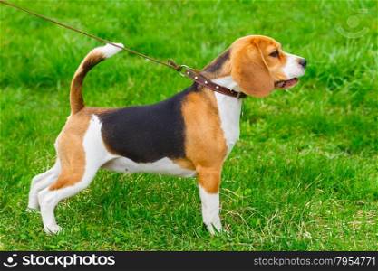 dog Beagle breed standing on the green grass. dog Beagle breed standing in rack on a tight leash on green grass