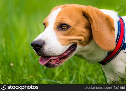 Dog Beagle head portrait left profile on a green background outdoor in a nature closeup. Beagle dog outdoor portrait