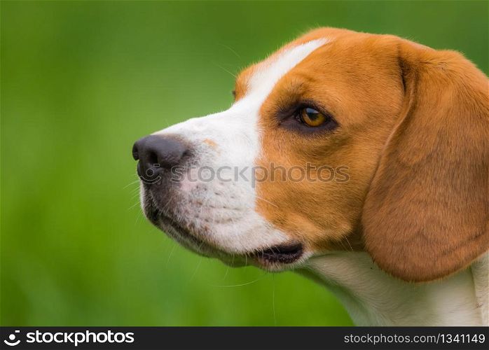 Dog Beagle head portrait left profile on a green background outdoor in a nature closeup. Beagle dog outdoor portrait