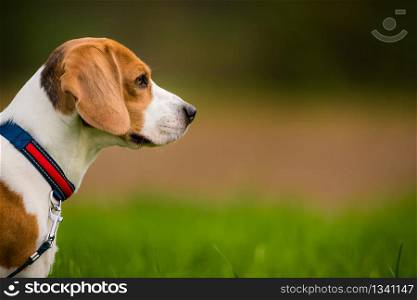 Dog Beagle head portrait right profile on a green background outdoor in a nature closeup. Beagle dog outdoor portrait