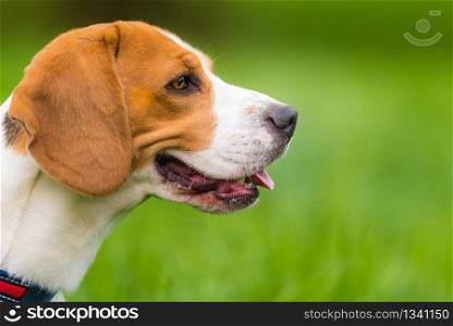 Dog Beagle head portrait right profile on a green background outdoor in a nature closeup. Beagle dog outdoor portrait