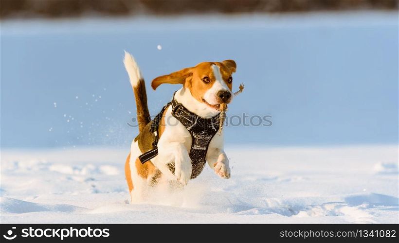 Dog beagle jumping and running outdoor towards the camera. Dog run Beagle fun in snow