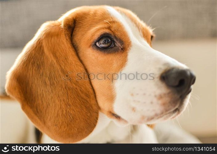 Dog beagle portrait looking right