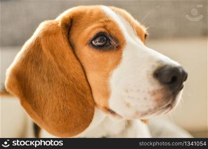 Dog beagle portrait looking right