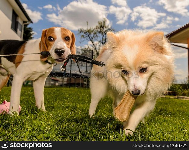 dog beagle pulling wrestling german spitz pomeranian with a bone treat in a garden sunny day