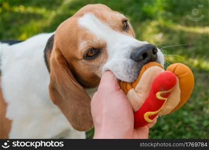 Dog beagle Pulls Toy and Tug-of-War Game. Canine theme. Dog beagle Pulls Toy and Tug-of-War Game