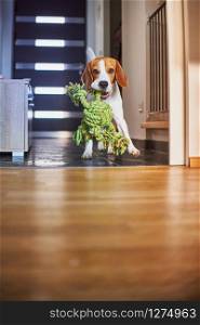 Dog beagle purebred running with a green rope in house. Fetching a toy indoors. Dog beagle fetching a green rope indoors.