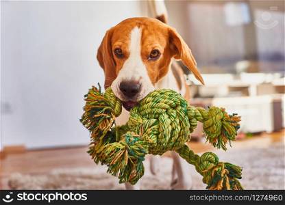 Dog beagle purebred running with a green rope in house in living room. Fetching a toy indoors. Dog beagle fetching a green rope indoors.