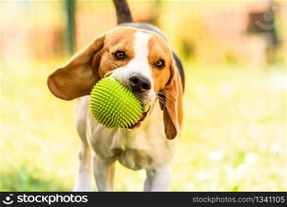 Dog beagle run with a green spiky ball in a garden towards camera