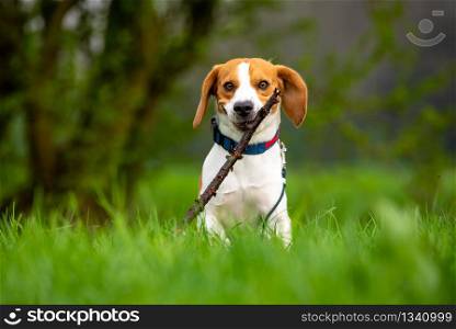 Dog Beagle running and jumping with stick through green grass field in a spring Dog themed background.. Dog Beagle running and jumping with stick through green grass field in a spring