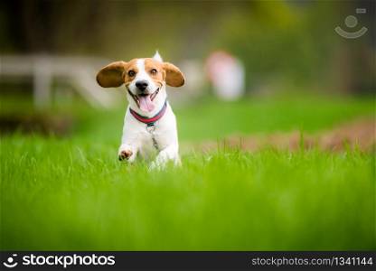 Dog Beagle running and jumping with tongue out through green grass field in a spring. Beagle dog running through green field