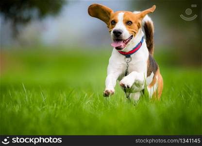 Dog Beagle running and jumping with tongue out through green grass field in a spring. Beagle dog running through green field