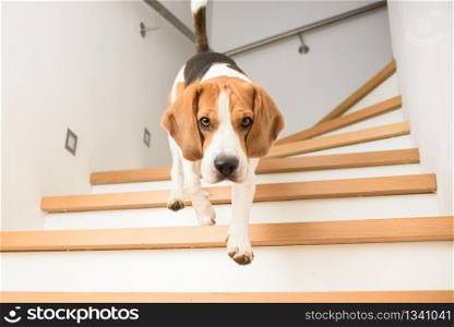 Dog Beagle running down the stairs. Dog run downstairs