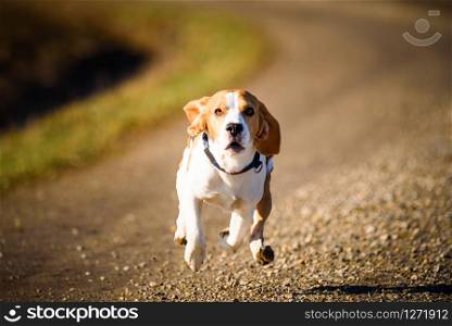 Dog Beagle running fast and jumping with tongue out on the rural path. Pet background. Dog Beagle running fast and jumping with tongue out on the rural path