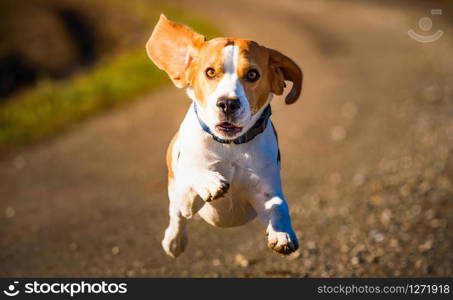 Dog Beagle running fast and jumping with tongue out on the rural path. Pet background. Dog Beagle running fast and jumping with tongue out on the rural path