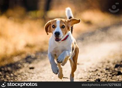 Dog Beagle running fast and jumping with tongue out on the rural path. Pet background. Dog Beagle running fast and jumping with tongue out on the rural path