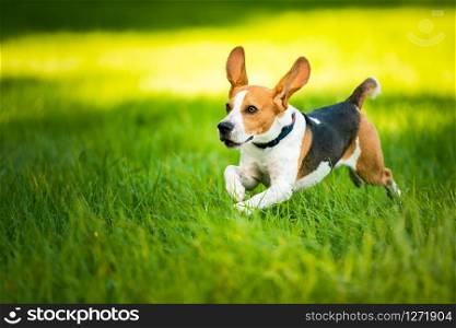 Dog Beagle running fast and jumping with tongue out through green grass field in a spring. Pet background. Dog Beagle running fast and jumping with tongue out through green grass field in a spring