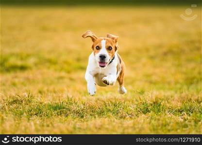 Dog Beagle running fast and jumping with tongue out through green grass field in a spring. Pet background. Dog Beagle running fast and jumping with tongue out through green grass field in a spring