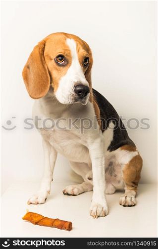 Dog Beagle sad eyes sits on a white background