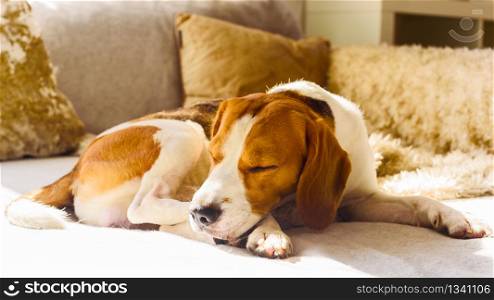 Dog beagle sleep at the couch. Warming sun light through the window.. Dog beagle sleep at the couch in the sun light
