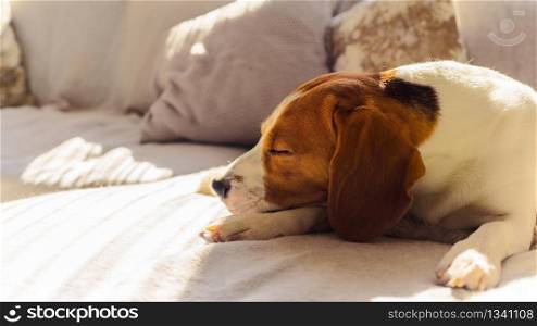 Dog beagle sleep at the couch. Warming sun light through the window. Head shoot.. Dog beagle sleep at the couch in the sun light