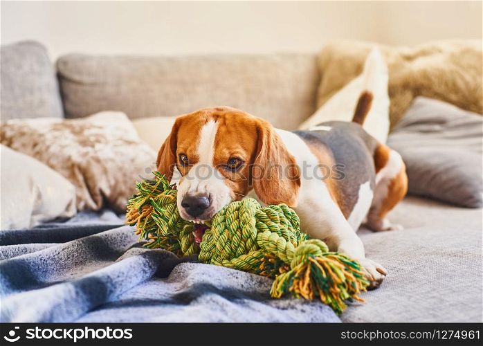 Dog beagle with a green knot rope in house in living room on a couch. Chewing a toy on sofa.. Beagle chewing a rope toy on sofa.