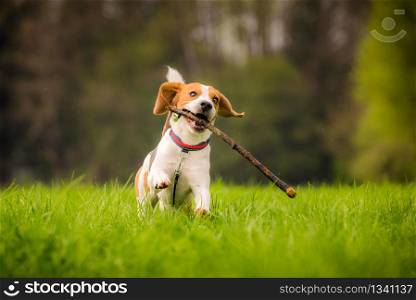 Dog Beagle with a stick on a green field during spring runs towards camera. Beagle dog in a field runs with a stick