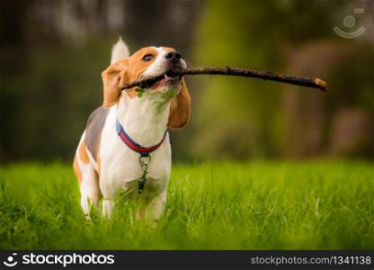 Dog Beagle with a stick on a green field during spring runs towards camera. Beagle dog in a field runs with a stick