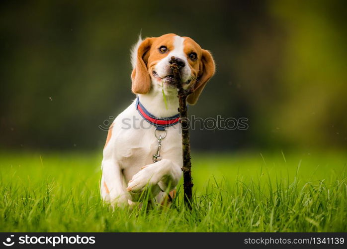 Dog Beagle with a stick on a green field during spring runs towards camera. Beagle dog in a field with stick