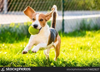 Dog Beagle with long floppy ears on a green meadow during spring, summer runs towards camera with ball. Copy space on right. Beagle dog with a ball on a green meadow during spring,summer runs towards camera with ball