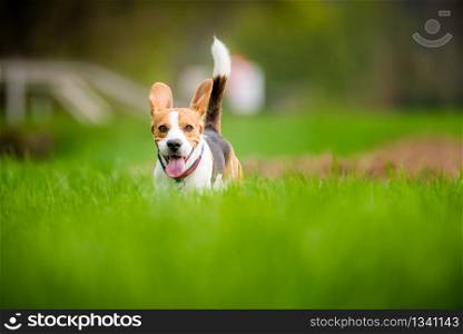 Dog Beagle with tongue out on a green field in a spring. Beagle dog in a field