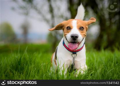 Dog Beagle with tongue out on a green field in a spring towards camera. Beagle dog in a field