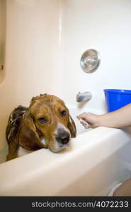 Dog being washed in bath tub