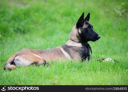 dog, belgian malinois lies on grass
