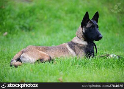 dog, belgian malinois lies on grass