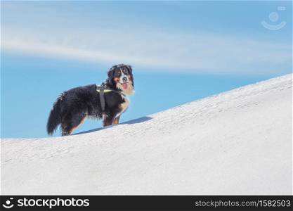 Dog Bernese Mountain Dog in the snow in the mountains looks at his master