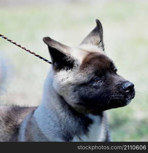 Dog breed American Akita on a walk in the summer