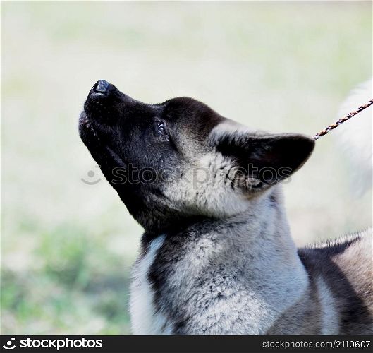 Dog breed American Akita on a walk in the summer