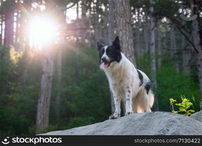 Dog breed border collie stands on the rocks in the mountains.. Smiling dog in the sun is on a slope in the mountains.