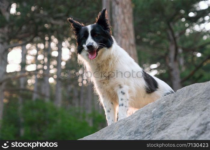 Dog breed border collie stands on the rocks in the mountains.. Smiling dog on the rocks in the mountains.