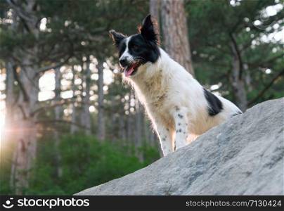 Dog breed border collie stands on the rocks in the mountains.. Smiling dog on the rocks in the mountains.