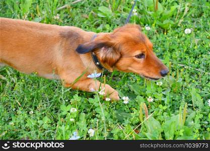 Dog breed Dachshund on a walk in the summer morning