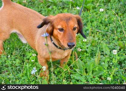 Dog breed Dachshund on a walk in the summer morning