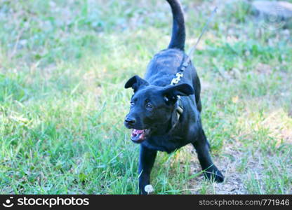 Dog breed Labrador black on a walk in the summer morning